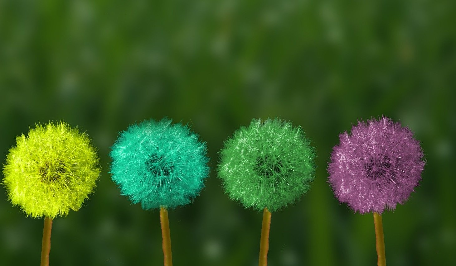 dandelion-2817950_1920 (2)